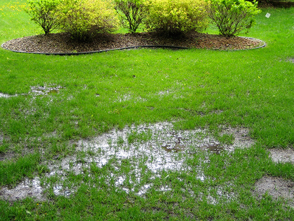 A photo of a flooded lawn, the result of a failed septic system